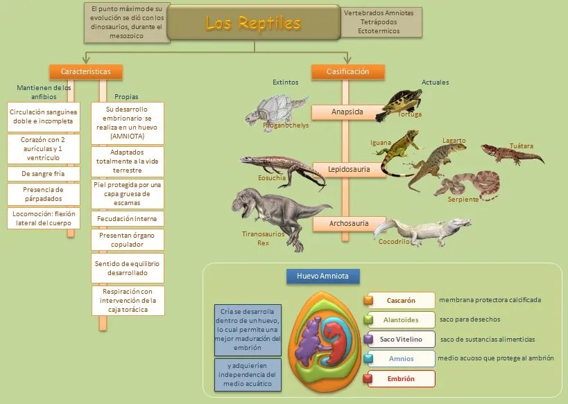 Los Reptiles | Esquemas, diagramas, gráficos y mapas conceptuales.