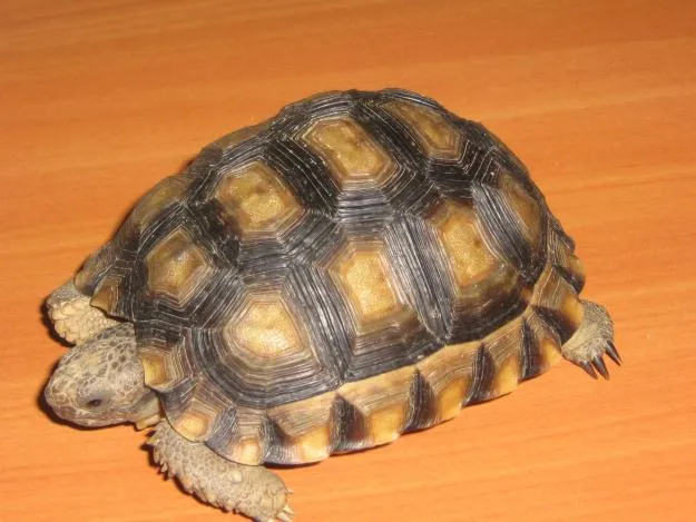 La tortuga de tierra, mascota ideal - Mascot House