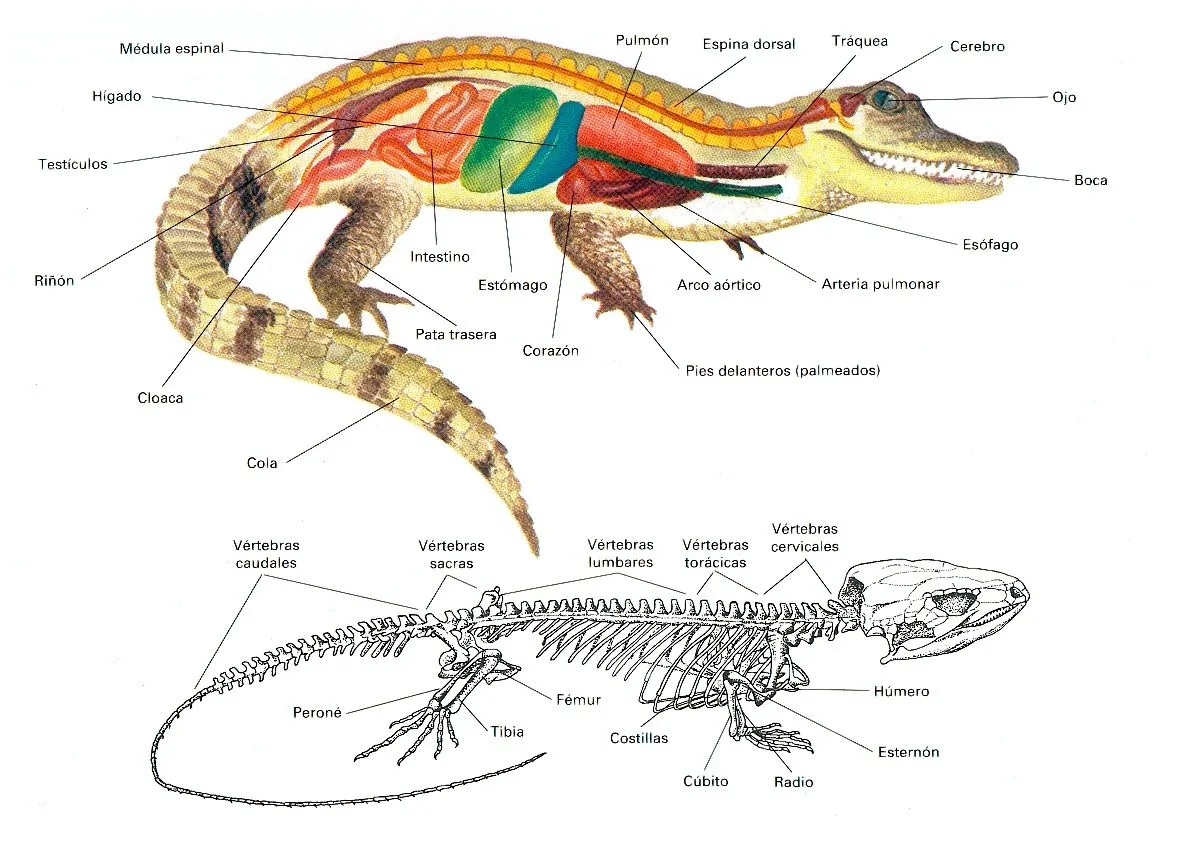 Z • Reptiles • “sus características” | EnciclopediA Animal 2