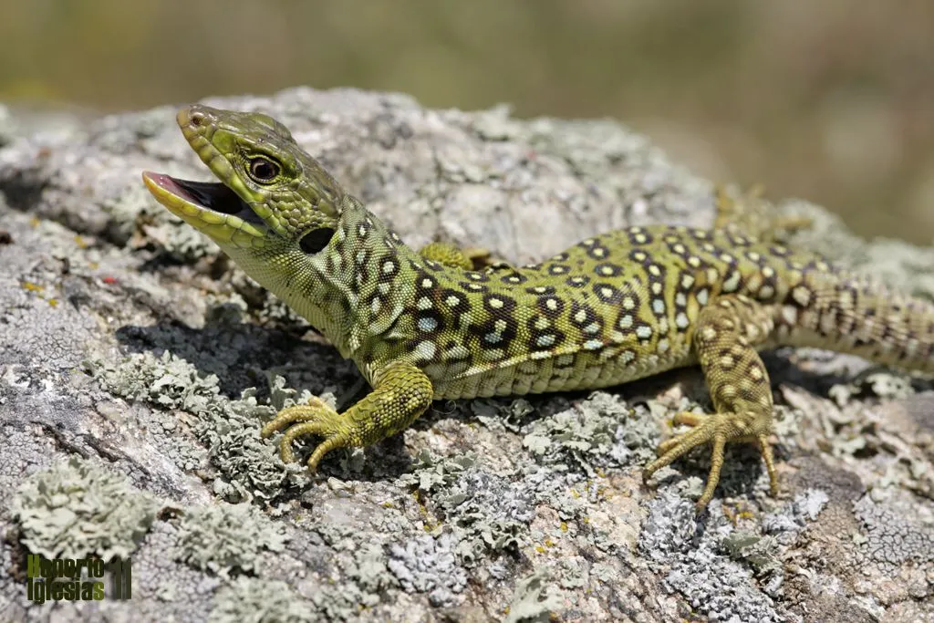 Reptiles de Valsaín - Lagarto ocelado (Timon Lepidus antes Lacerta ...