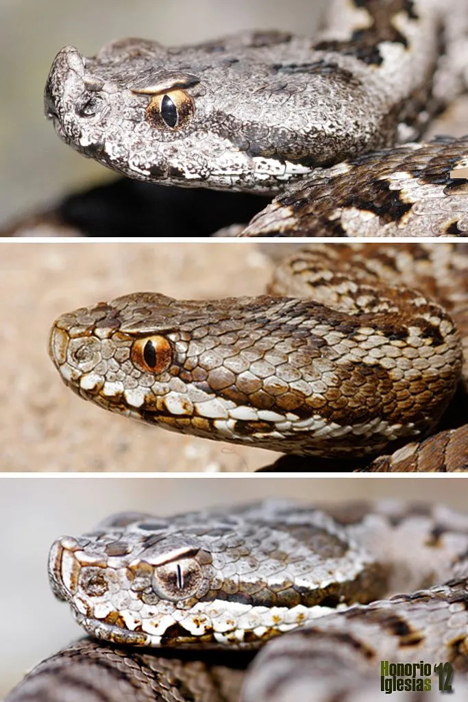 Reptiles de Valsaín - Víbora hocicuda (Vipera latastei)