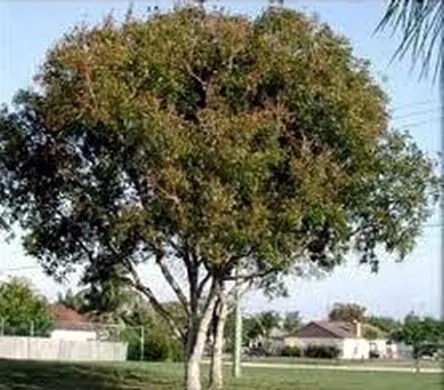 DESDE LA REPÚBLICA DOMINICANA: Caoba y Rosa de Bayahibe: Árbol y ...