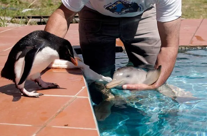 Rescatan un bebé delfín de solo 10 días de nacido en Uruguay ...