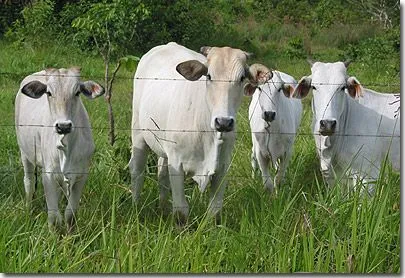 Reserva de Biosfera y Tierra Comunitaria de Origen Pilón Lajas ...