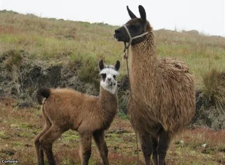 Reserva ecologica Chimborazo en el Ecuador | Destinos del Sur