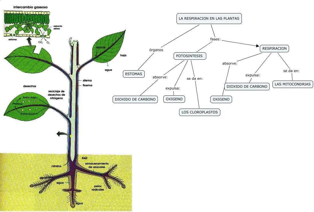  ... respiracion expulsa dioxido de carbono la respiracion en las plantas