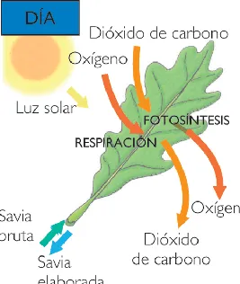 RESPIRACIÓN DE LAS PLANTAS