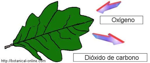 RESPIRACIÓN DE LAS PLANTAS