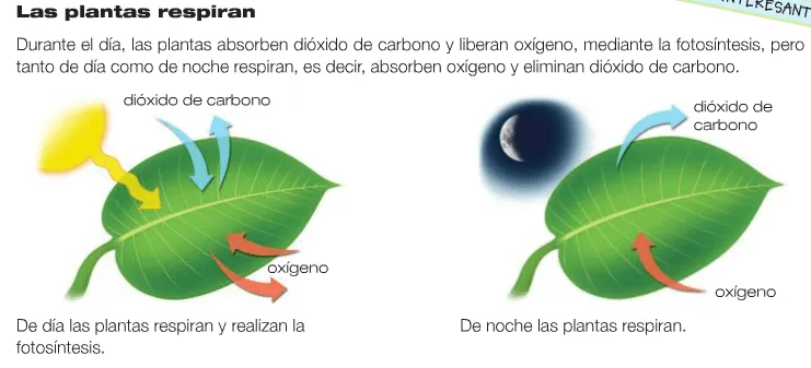 Cual es la respiracion de las plantas - Imagui