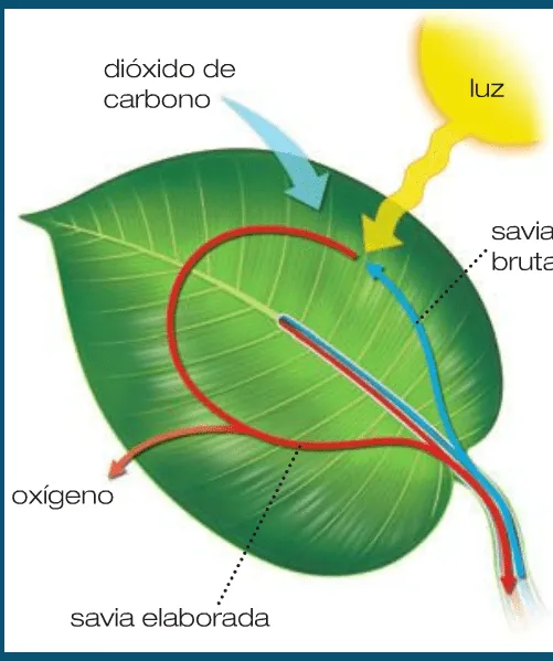 Como respiran las plantas - Imagui