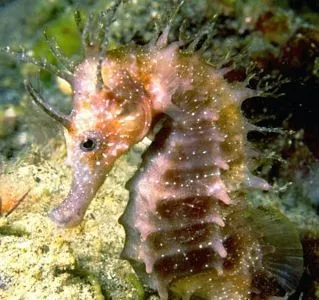 Yito, el caballito de mar (para la obediencia) | En Clave de Niños