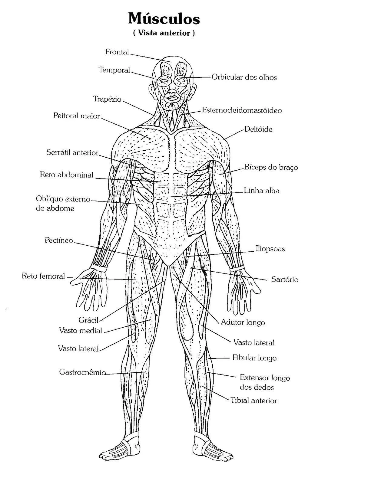 Resultado de imagen para anatomia musculos para colorear | Corpo humano para  colorir, Atlas do corpo humano, Corpo humano