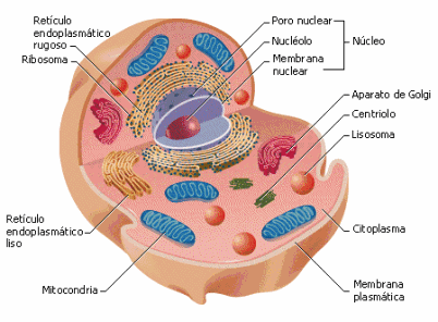 Resumen ICFES Biología: Célula y sus partes - Tu PreIcfes ...