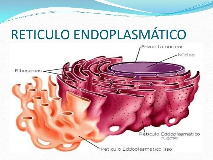 Reticulo endoplasmático