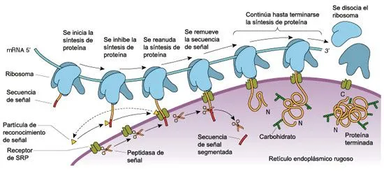 reticulo-endoplasmatico- ...