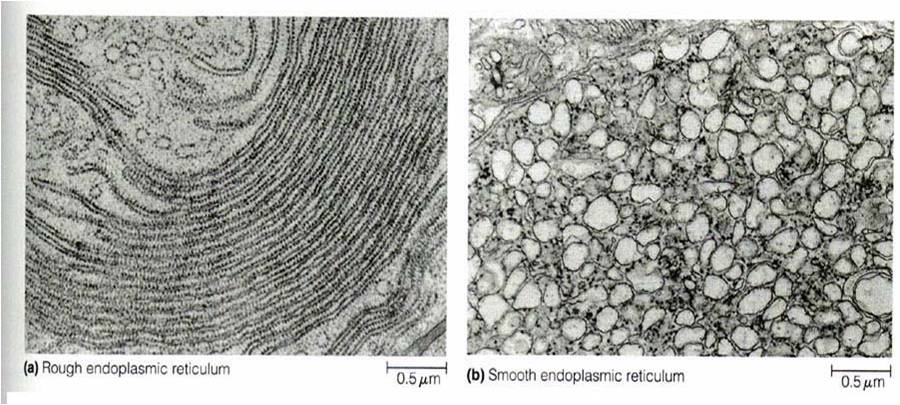 Reticulo Endoplasmático Liso y Rugoso | Ciencias Biológicas 2013