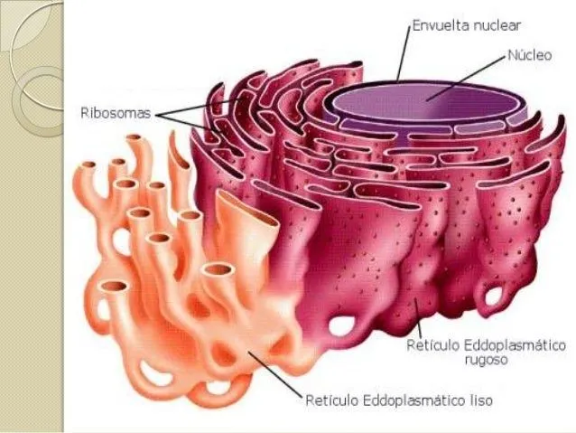 Reticulo endoplasmico rugoso y liso