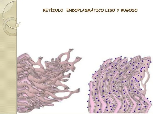 Reticulo endoplasmico rugoso y liso