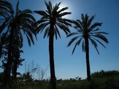 retiro de labsqueda avanzada inicio horton bajo una palmera clipart