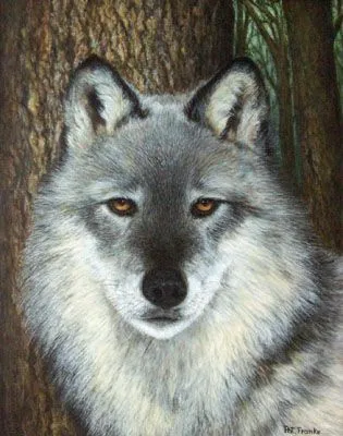 Retrato de un lobo gris