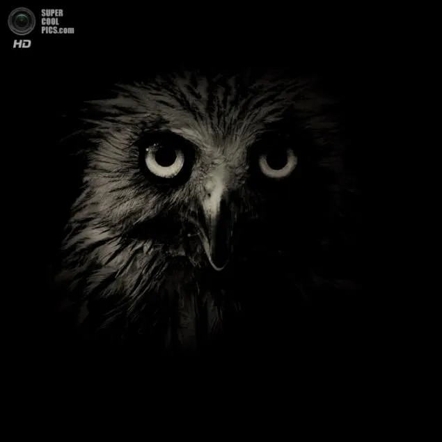 Fotos animales blanco y negro - Imagui