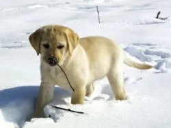 Retriever do Labrador « Petbaby’s Blog