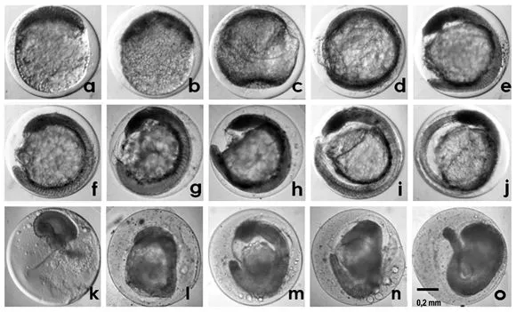 Revista de biología marina y oceanografía - Anormalidades durante ...