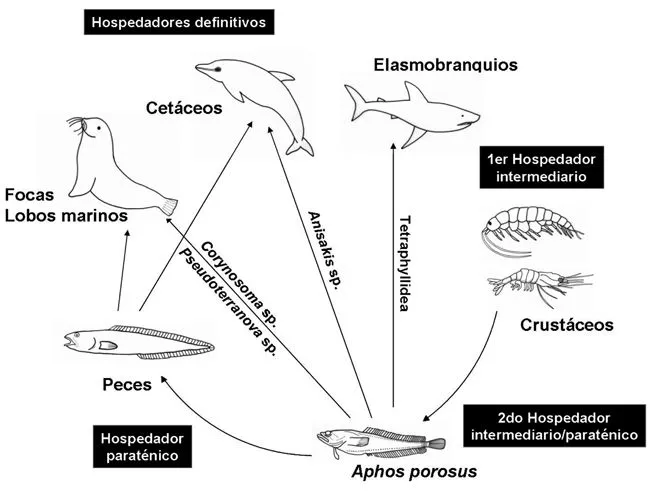 Revista de biología marina y oceanografía - Infracomunidades de ...