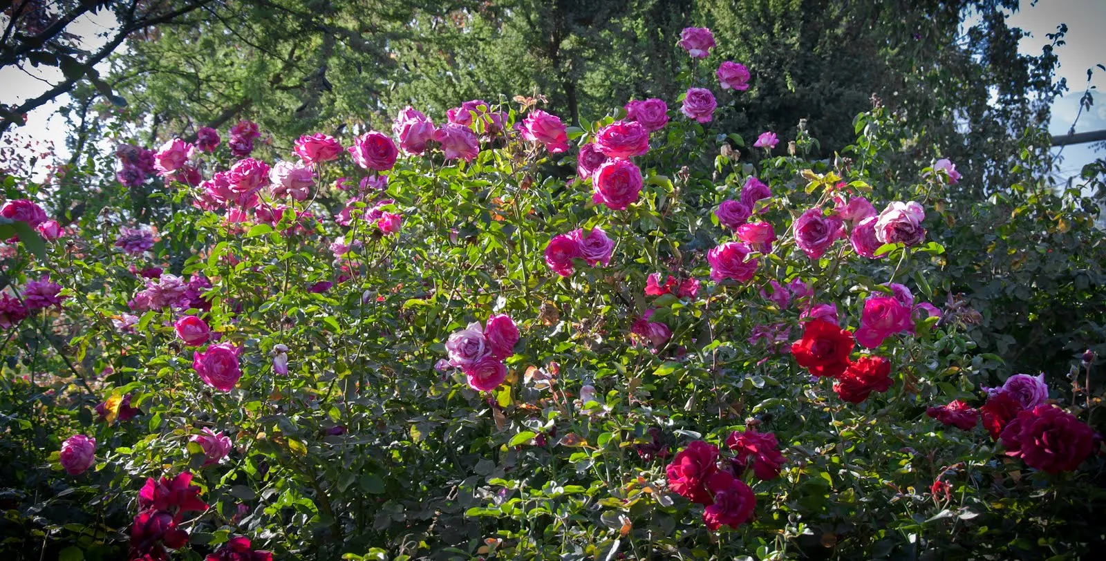 Revista Energía & Jardines: Tips sobre las rosas