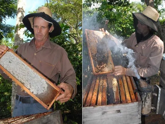 El rey de las abejas | Cubadebate