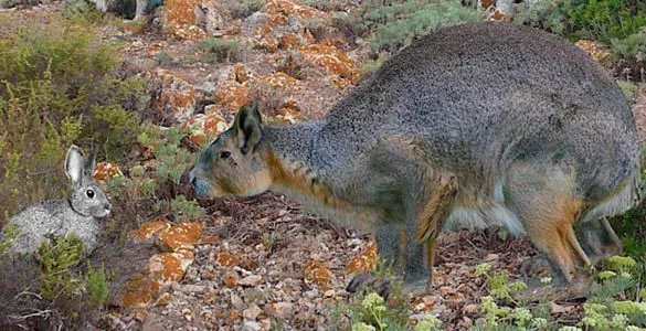 El rey de los conejos gigantes vivía en Menorca - RTVE.