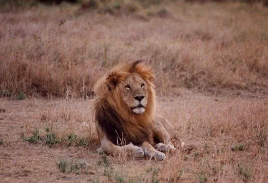 El rey de la sabana - Picture of Mara Intrepids Club, Maasai Mara ...