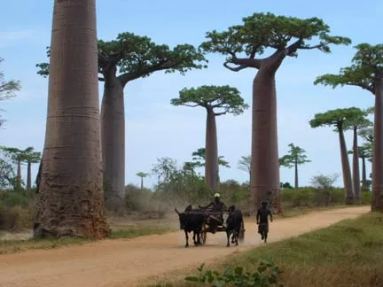 RFI - Mal connu et menacé, le baobab mérite de l'attention