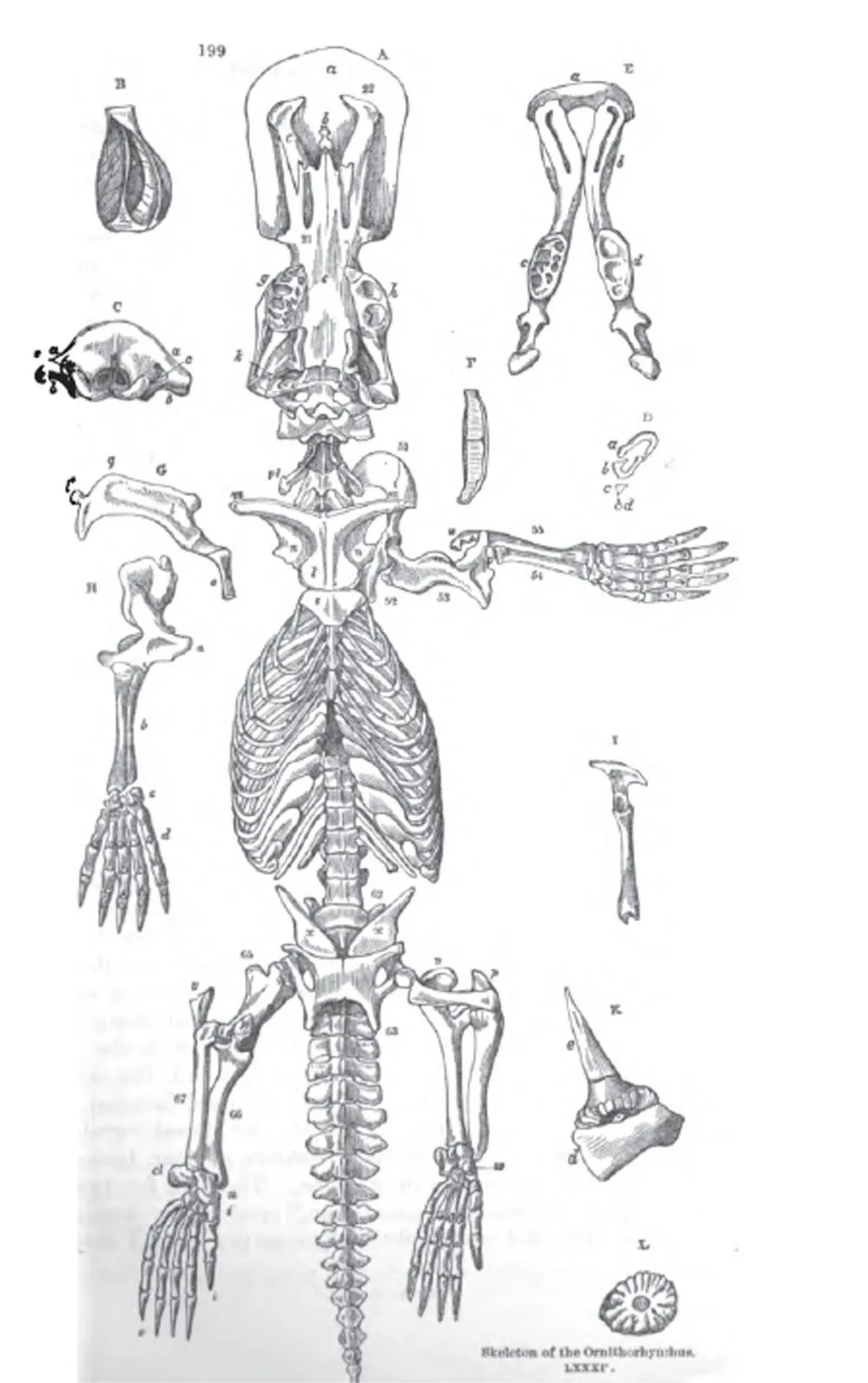 Richard Owen (biografía - cronología - obra) ~ Exóticas Lecturas ...