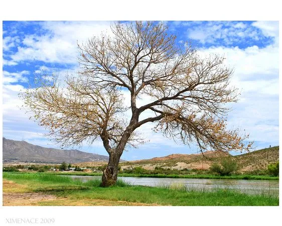 Ricky Jimenez Carrasco - Photography | Capturing El Paso | Arbol Seco