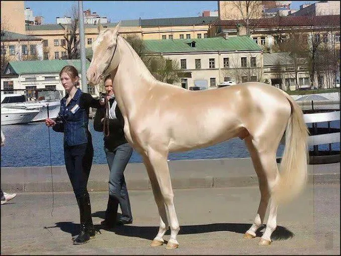 RICOS Y FAMOSOS MUJERES MAS BELLAS DEL MUNDO: El caballo mas ...