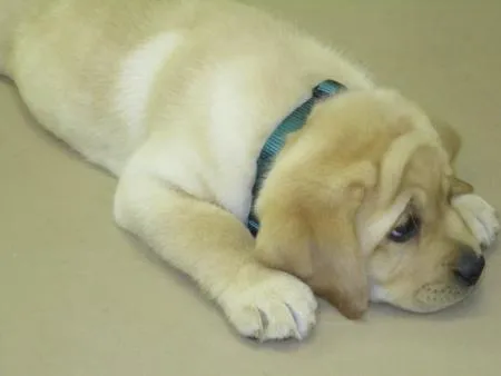 Riggs the Labrador Retriever | Puppies | Daily Puppy