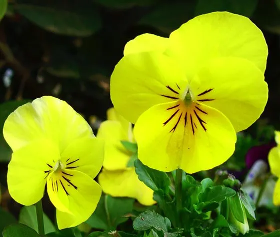 EL RINCON DE MIS AFICIONES: ¡¡EL BELLO LENGUAJE DE LAS FLORES!!