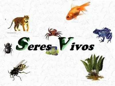 Rincón de Bethy : Los Seres Vivos