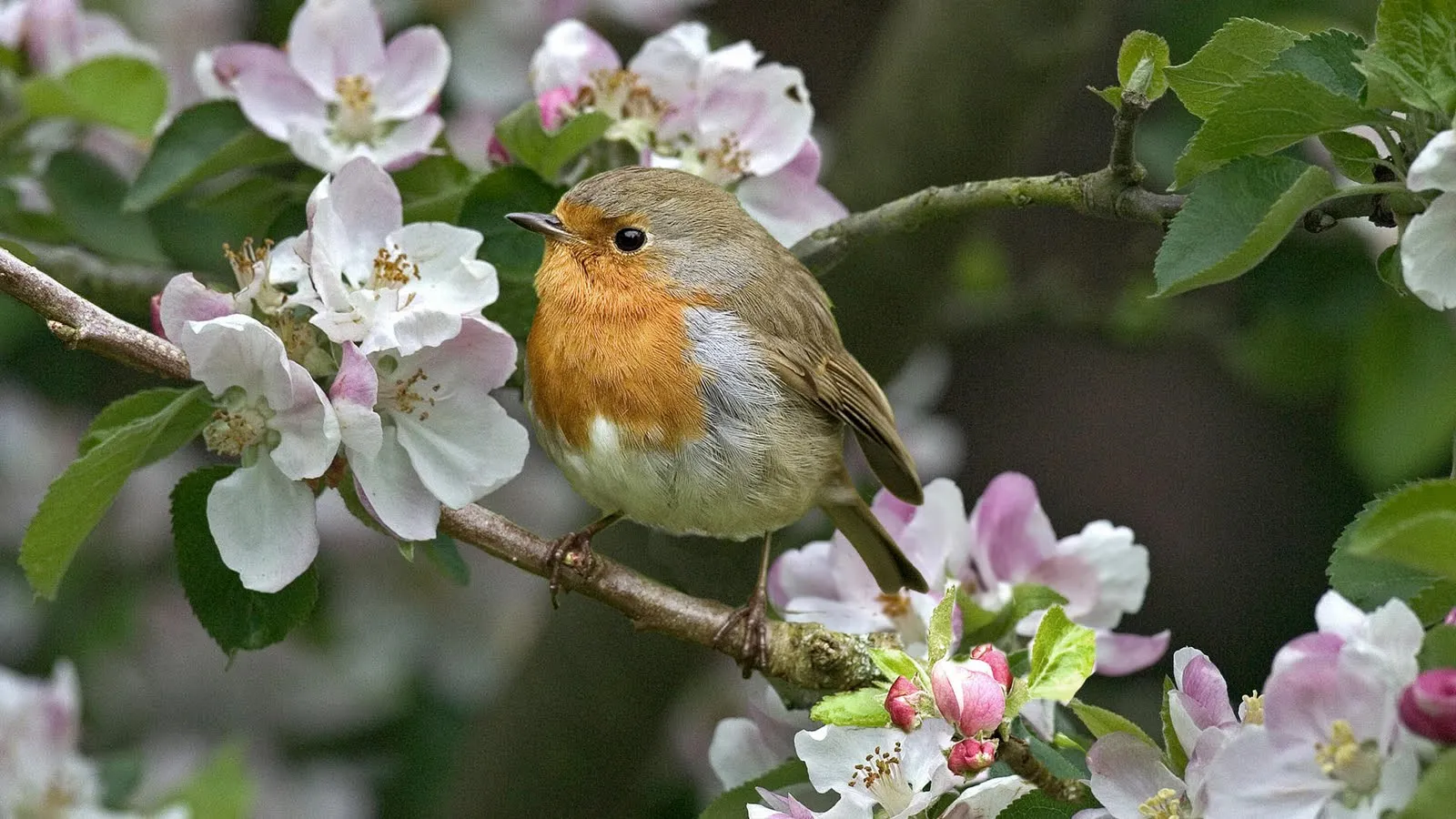 Mi Rincón del Bosque Mágico: Pájaros y flores