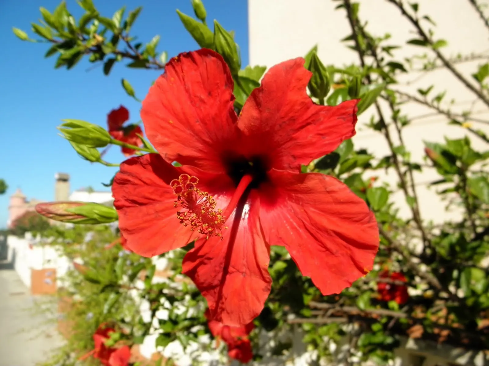 RINCÓN CERCANO: FLOR ROJA