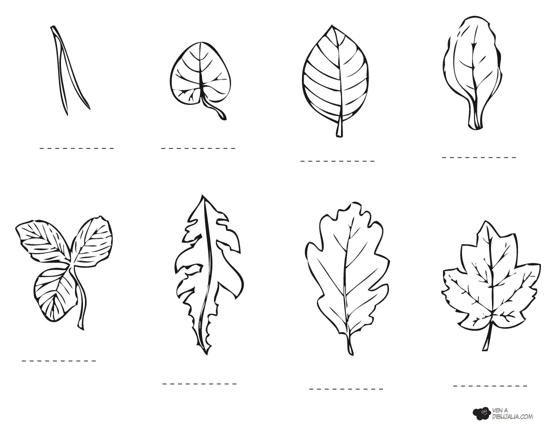 Diferentes tipos de hojas de arboles para colorear - Imagui