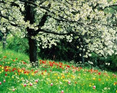 RINCON DE LUZ: BENEFICIOS DE LA NATURALEZA EN LA SALUD Y EL ...