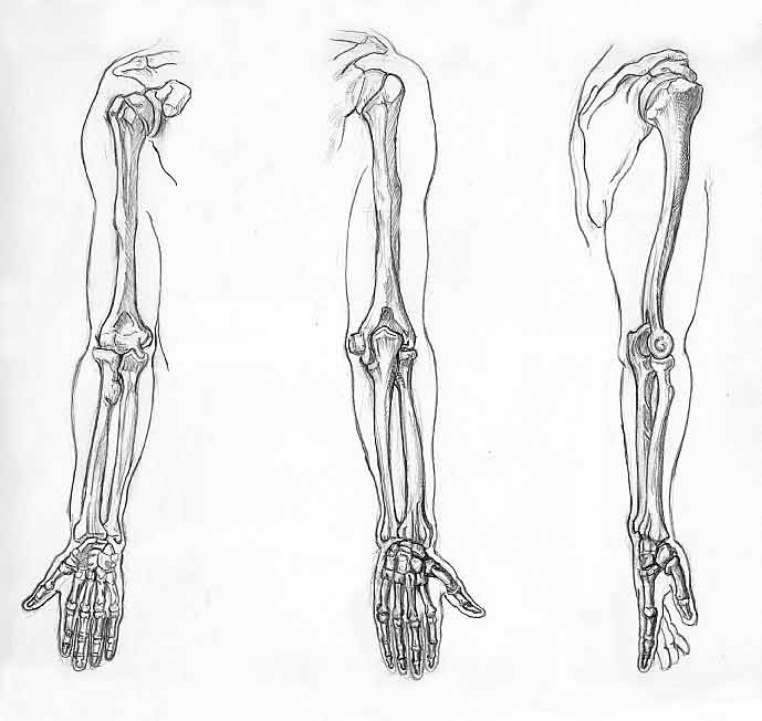 El Rincón de Montse Akane: Lección de Anatomía