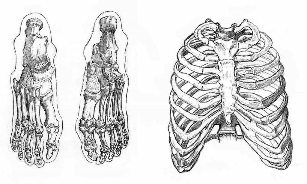 El Rincón de Montse Akane: Lección de Anatomía