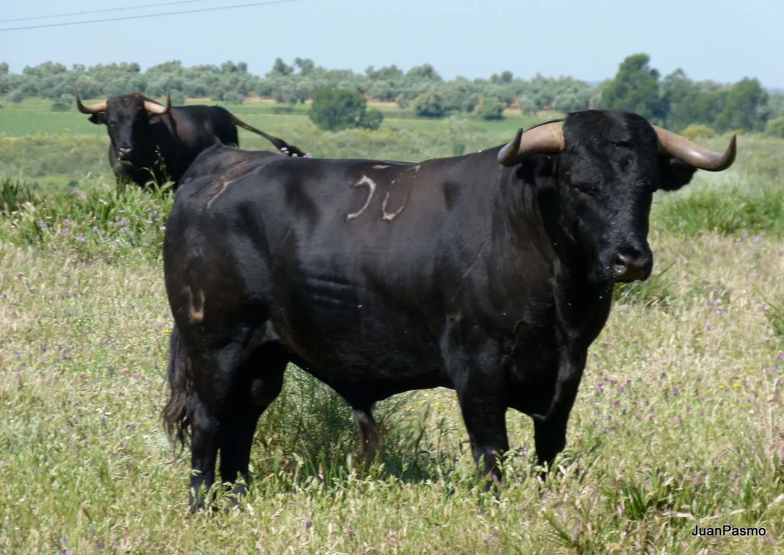 EL Rincón de Ordóñez: TOROS DE CUADRI PARA SAN ISIDRO