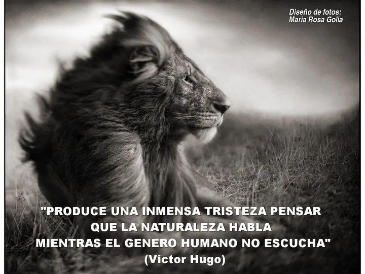 El rincon de la Ratoncilla: Frases animalistas