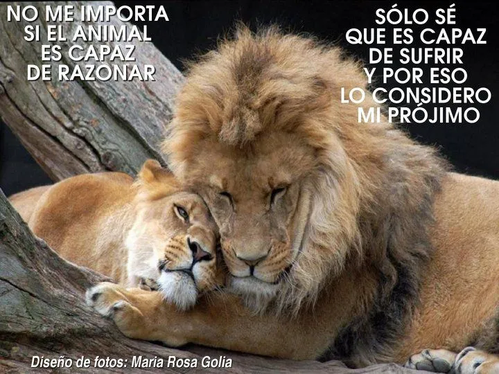 El rincon de la Ratoncilla: Frases animalistas