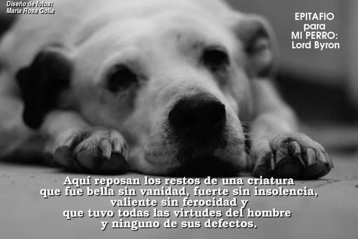 El rincon de la Ratoncilla: Frases animalistas