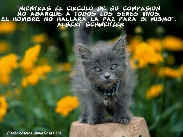 El rincon de la Ratoncilla: Frases animalistas